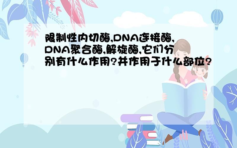 限制性内切酶,DNA连接酶,DNA聚合酶,解旋酶,它们分别有什么作用?并作用于什么部位?